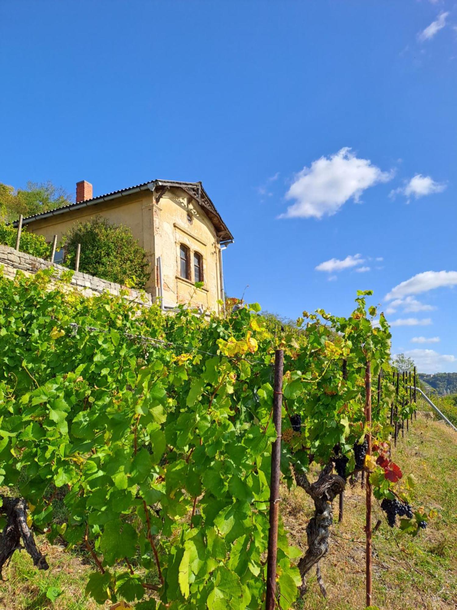Und Strausswirtschaft Im Weinberg *